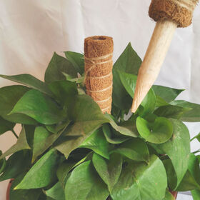 LIVINGbasics Support de plante poteau mousse,pôle en fibre de coco