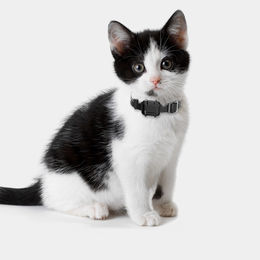 pet gps tracker petsmart