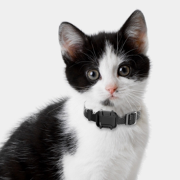 petsmart gps collar