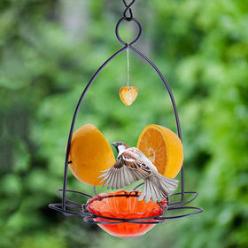 Mangeoires à oiseaux avec fenêtre en acrylique, avec caméra, bol