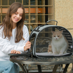 makeshift cat carrier