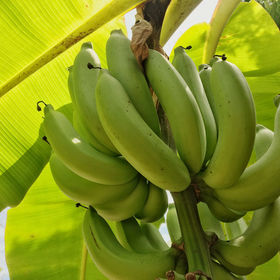 https://p.globalsources.com/IMAGES/PDT/S1188756382/fresh-cavendish-banana.jpg