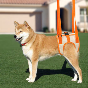 dog hernia belt
