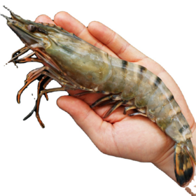 Wholesale Prawn Products at Factory Prices from Manufacturers in
