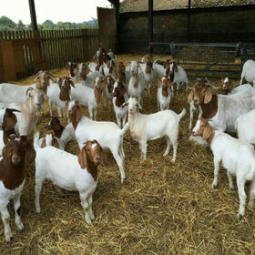 Goat clippers outlet for sale