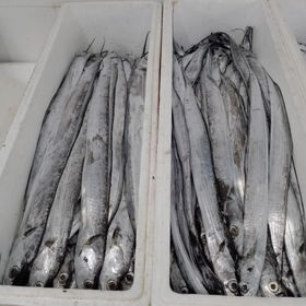 Stockfish Cod  Aschums Seafood AB