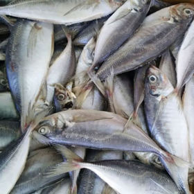 Les sardines congelées (HGT) - Chine Conserves de sardines, Matériaux pour  la Sardine peut