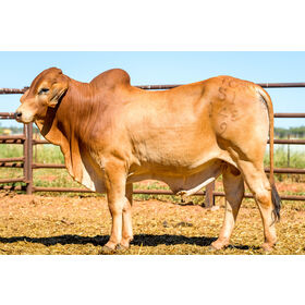 High Yielding Quality Brahman cows, Holstein Cows, Nguni Cows,Jersey Cows, Healthy Holstein Heifers Cows Bovine Beef supplier