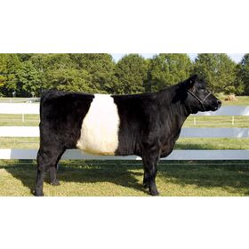Buy Bovine Beef/ Pregnant Holstein Heifers cows Holstein heifers Friesian cattle /Brahman cows / Nguni Cows / Holstein Heifers Cow