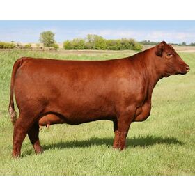 8 months old Female Yielding Quality Brahman cows, Holstein Cows, Nguni Cows, Healthy Holstein Heifers Cows, Bovine meat
