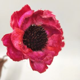 natural dry flowers poppy dried real