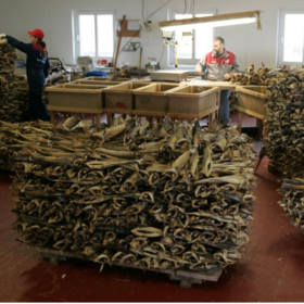 100% Dry Stock Fish / Norway Dried Stockfish by Spinel Company Limited.  Supplier from Thailand. Product Id 1324058.