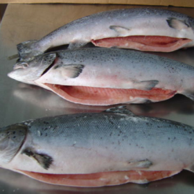 Norwegian Wholesale Fresh Fish Exporters