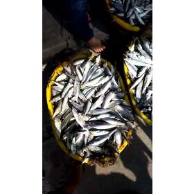 frozen sardine bait, frozen sardine bait Suppliers and Manufacturers at
