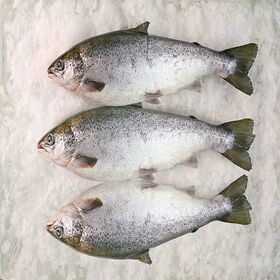 China Wholesale Salmon Suppliers, Manufacturers (OEM, ODM, & OBM
