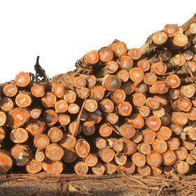 Buy Wholesale United States Beech Wood Logs And Lumber/oak Wood