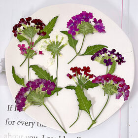 24pcs DIY Dried Flowers Natural Cute Dried Pressed Flowers Dried Craft Flowers, Size: One Size