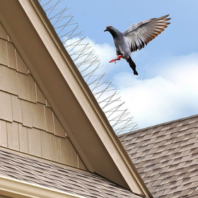 Pointes de pigeons anti-oiseaux en acier inoxydable, répulsif anti