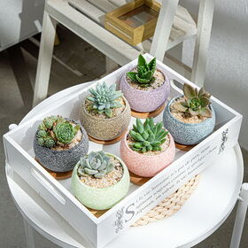 plants and pots for sale Seasonal Planter Delivery Subscription