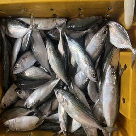 China Fish Barracuda, Fish Barracuda Wholesale, Manufacturers, Price