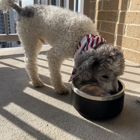 Amazon hot sales double wall 304 stainless steel New Design high quality Dog Food Bowl Pet bowl 640z