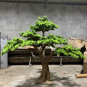 2m High Live Pine Trees Indoor Bonsai Plants Artificial Pine Tree For Home  Decoration $673 - Wholesale China Pine Trees at factory prices from Artiker  International Co., Ltd. | Globalsources.com