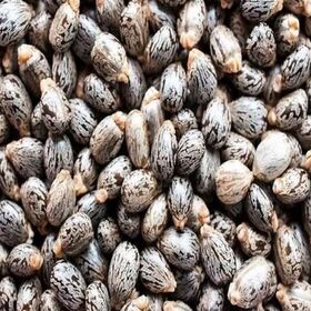 Castor seed and Castor oil.Bulk and wholesale. Seeds Brown Dried Castor Seed. Very cheap and free shipping.