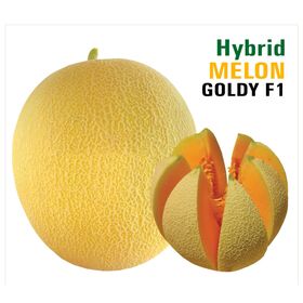 Semences Hybrides de Melon GOLDY F1 pour Agriculteurs - Haut Rendement et Qualité