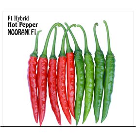 Semillas Híbridas de Chile Picante Noorani F1 para Mayoristas y Productores