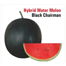 Wassermelone Black Chairman F1 Hybrid-Saatgut für den Großhandel
