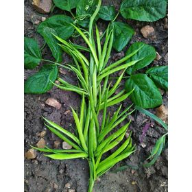 Graines de Haricot Grimpant Doré en Gros pour Professionnels