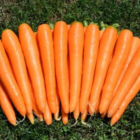 Zanahorias Rojas Frescas de Calidad / Zanahorias Frescas Orgánicas a la Venta / Zanahorias Frescas de Granja Baratas al por Mayor