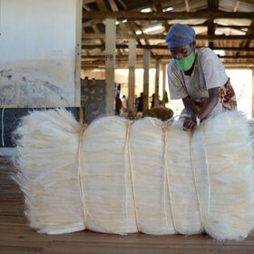 Grosir Serat Sisal untuk Gipsum dari Kenya, Serat Sisal Anti-UV dari Tanzania Ug dan Ssug, Serat Sisal Alami / Sisa Harga Murah