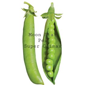 Semillas de Guisante Super Climax - Semillas de Guisantes Enanos de Alto Rendimiento para la Venta al por Mayor