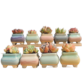Commercial Succulent Pots - China Wholesale Manufacturers & Suppliers |  Factory Directory with OEM ODM OBM Landscape Solutions | Globalsources.com