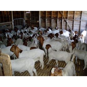 Cheap Top Selling sheep in bulk Merino sheep at wholesale price.Buy High Quality Purebred Boer goats at cheapest price