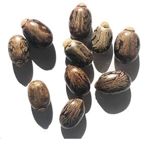 Buy Natural Castor Seeds Premium Quality Fast Delivery Perfect for Health and Beauty Applications Direct from Trusted Suppliers
