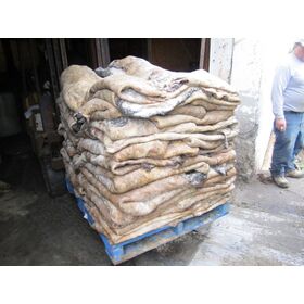Wholesale Dealer of Cheapest Price Dry and Wet Salted Cow Hides / Skins / Animal Cattle Hides