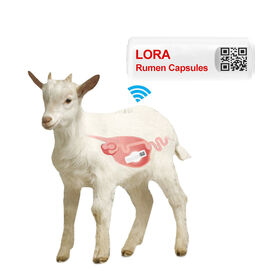 كبسولة الكرش الذكية للأغنام الزراعية، كبسولة بيولوجية بتقنية الذكاء الاصطناعي، مراقبة الشبق في الوقت الفعلي، مراقبة الحالة الصحية للحمل