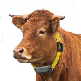 Lora tracker pour chèvre vache avec solaire Lorawan Réseau Transmission Bovins Et Moutons Localisateur Gps/ Beidou Double Mode Positionnement