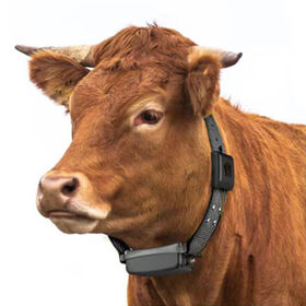 Rastreador GPS para animales, camello, vaca, con aplicación, OEM, fábrica personalizada con la última tecnología del sector