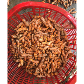 Quality Fresh Turmeric root Organic Fiji Origin Fresh Turmeric and Powder Natural High Quality Dried Turmeric