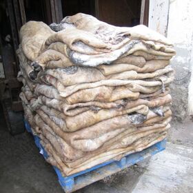 Wholesale Wet Salted Cow Head Skin / Original Cow Head Hides for Sale at Affordable Prices