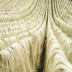 Premium Natural Sisal Fibre for Rope, Twine, Carpet and Industrial Applications