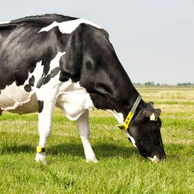 Pregnant Holstein Heifer Cow High Quality Farm Raised Dairy Cow / Cattle for Sale