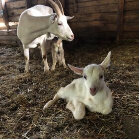 Saanen Goats High Quality Farm Raised Goats / All Breeds of Goats Available for Safe and Fast Delivery Boer Goats