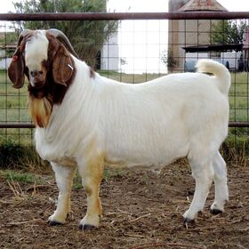Live Boer Goats Ready for Safe and Fast Delivery / All Breeds of Goats Available At Cheap Affordable Prices