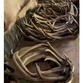 Cheap Premium Natural Red Deer Antlers.Cheap Deer Antlers / Wholesale Premium Quality Red Deer Antlers