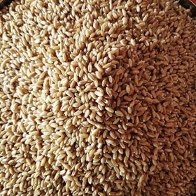 Meilleur Prix D'usine Non-OGM Grain De Blé Dur En Vrac Qualité D'exportation/100% Pureté Organique Bien Trié Le Grain De Blé Pour L'exportation