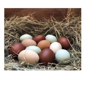 Wholesale Fertile Hatching Eggs Supplier Premium Quality Incubation Eggs Available for Bulk International Orders
